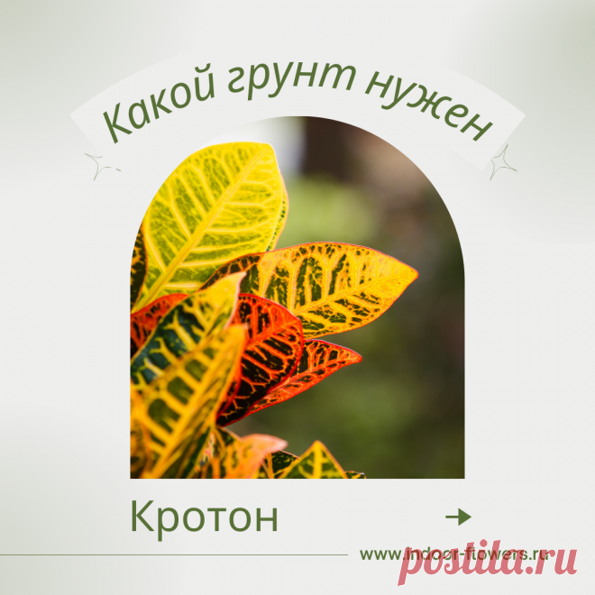 Кротон. Какой грунт нужен? Интересуетесь Кротон. Какой грунт нужен? ? Узнайте о разнообразных представителях этого вида, их уникальных особенностях и преимуществах. Получите полезные советы по уходу за Кротон. Какой грунт нужен? в домашних условиях, включая требования к освещению, поливу, температуре и влажности.