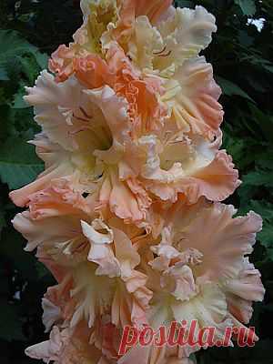 ШАЛФЕЙ ДАРИТ МОЛОДОСТЬ | Советы Народной Мудрости