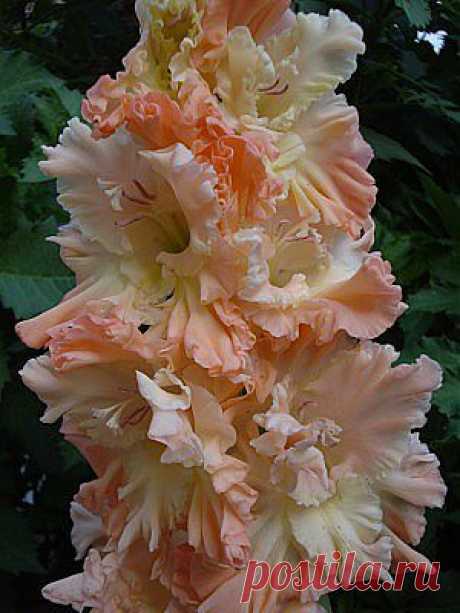 ШАЛФЕЙ ДАРИТ МОЛОДОСТЬ | Советы Народной Мудрости