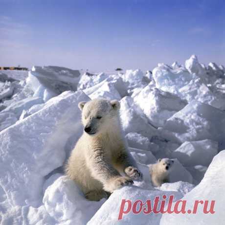 ПРОГРАММА «БЕЛЫЙ МЕДВЕДЬ»