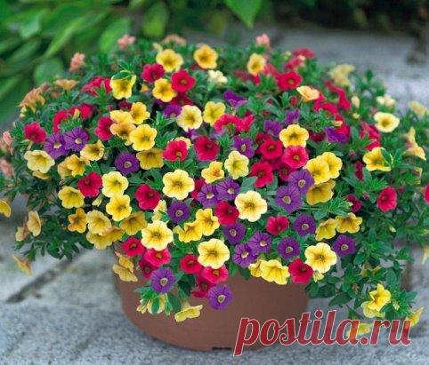 Прищипываем петунию правильно
В последнее время стало очень модно украшать приусадебные клумбы красочными цветами, которые радуют прекрасными соцветиями на протяжении всего лета. К таким вот растениям относится и петуния, а множество ее сортов позволяет цветоводам экспериментировать и создавать интересные композиции.
Необходимо отметить, что этот цветок чрезвычайно прихотлив, его сложно вырастить из семян, но даже когда удастся получить красивую рассаду, то это еще совершенно не значит, что ра