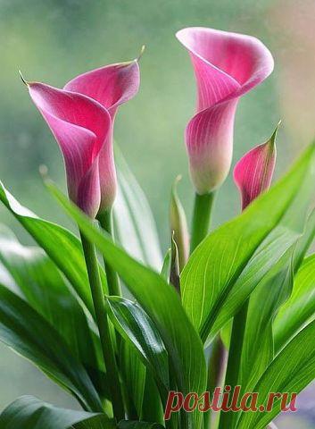 (87) Одноклассники