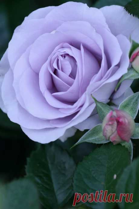 ~Rose 'Blue Bayou'  |  Pinterest: инструмент для поиска и хранения интересных идей