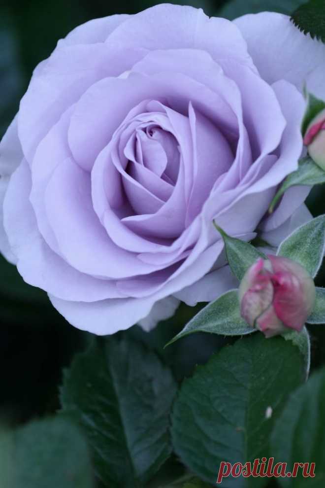 ~Rose 'Blue Bayou'  |  Pinterest: инструмент для поиска и хранения интересных идей