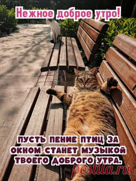 «Доброе утро для женщин!»