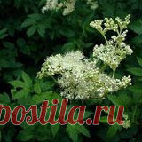Лечебные свойства таволги вязолистной