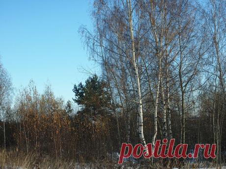 Татьяна Торопова (Орехова)
58 лет, Россия, г. Заволжск (Заволжский район)