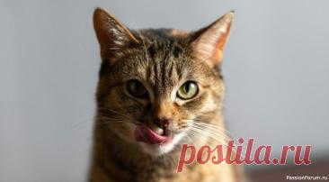 10 вещей, которые кошки могут делать вечно