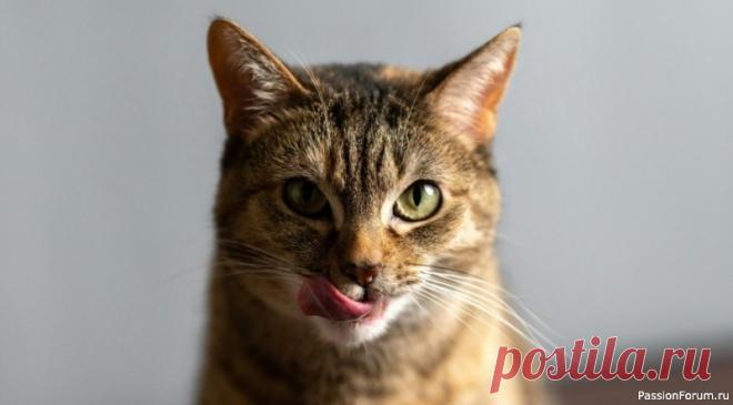 10 вещей, которые кошки могут делать вечно