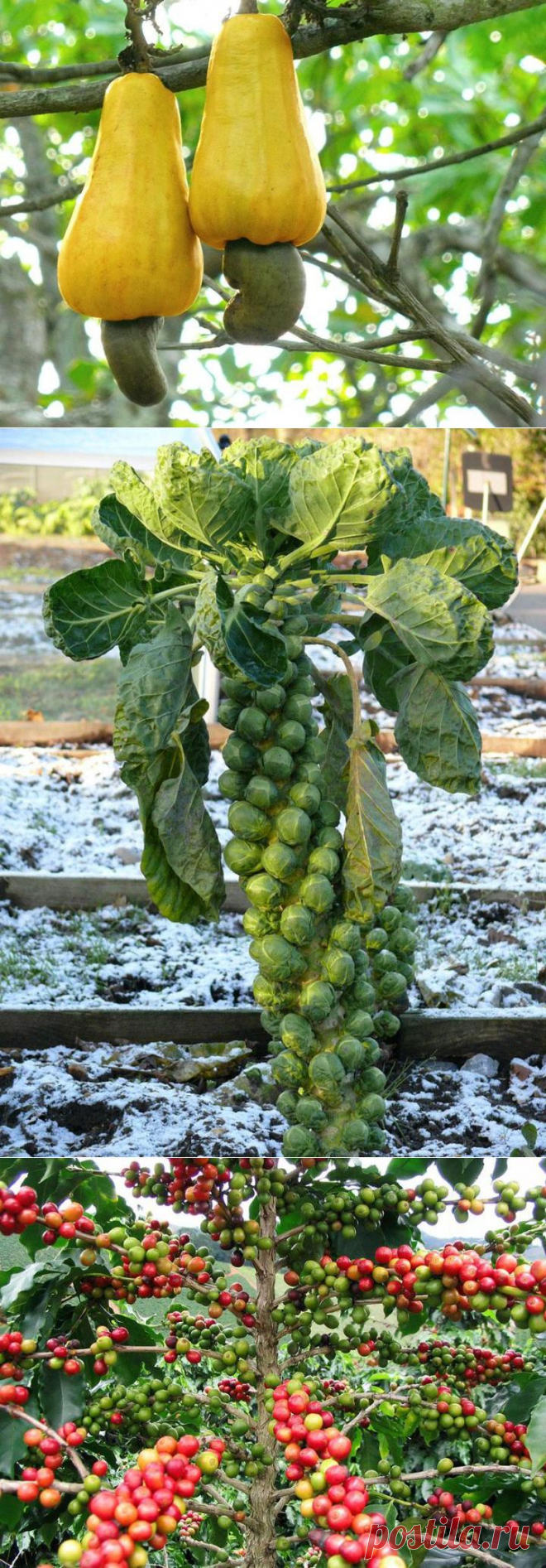 Любимые фрукты, овощи и специи: как они росли | VICER.RU