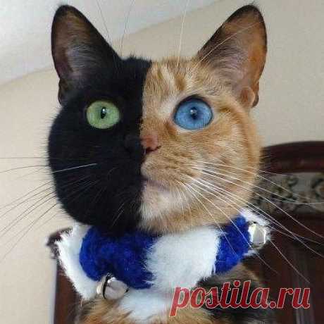 Двуликая кошка Венера