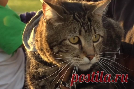 5 кошек-героев, спасших людей 
Эти кошки доказали, что друг человека не только собака. Рассказываем о самых отважных, самых великодушных, самых преданных кошках.