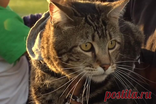 5 кошек-героев, спасших людей 
Эти кошки доказали, что друг человека не только собака. Рассказываем о самых отважных, самых великодушных, самых преданных кошках.