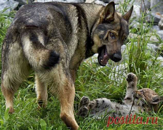 Необычные друзья - рысята и немецкая овчарка