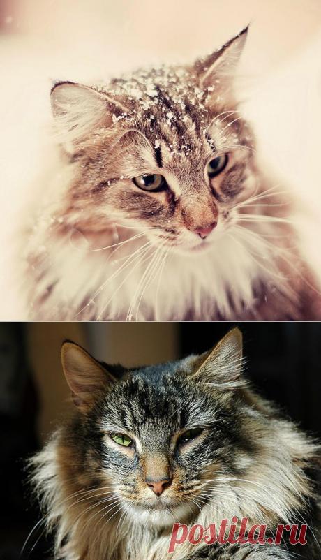 Обзор кошачьих пород