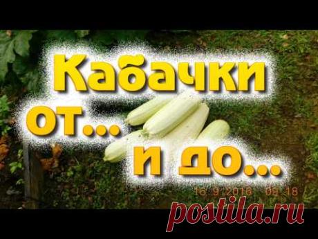 кабачки от и до... - YouTube