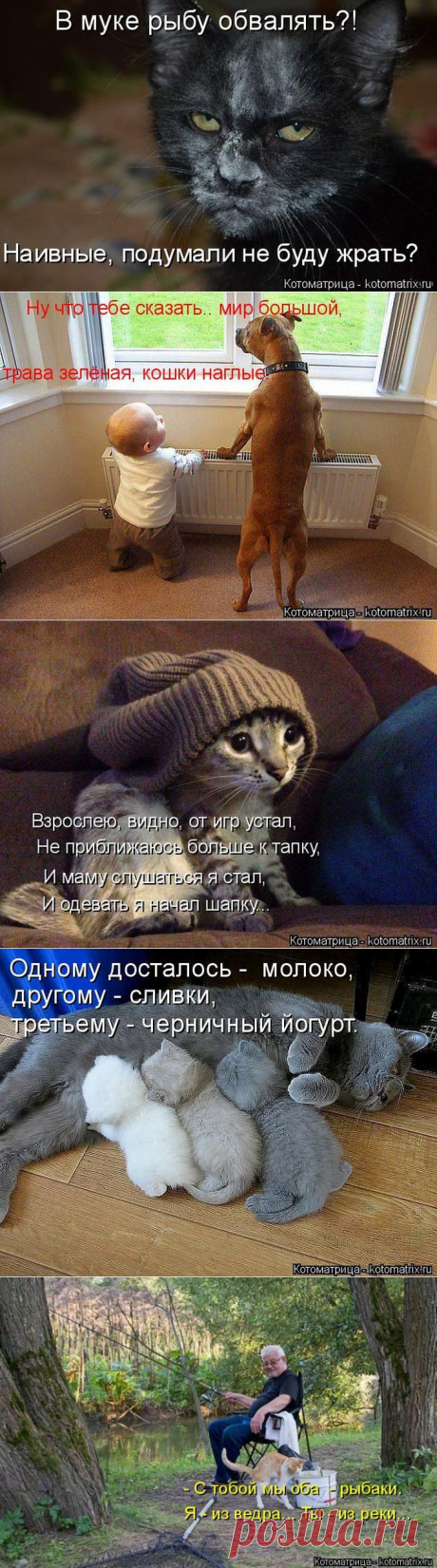 Позитив зверский. Кошатина любимая, с надписями для хорошего настроения
