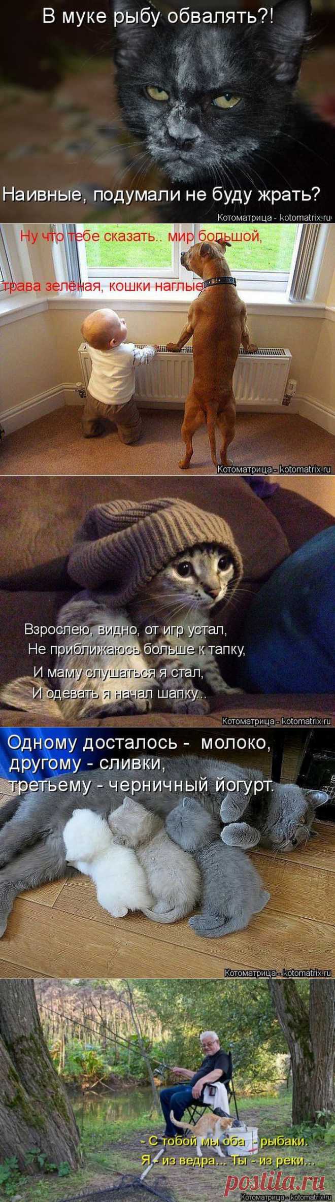 Позитив зверский. Кошатина любимая, с надписями для хорошего настроения