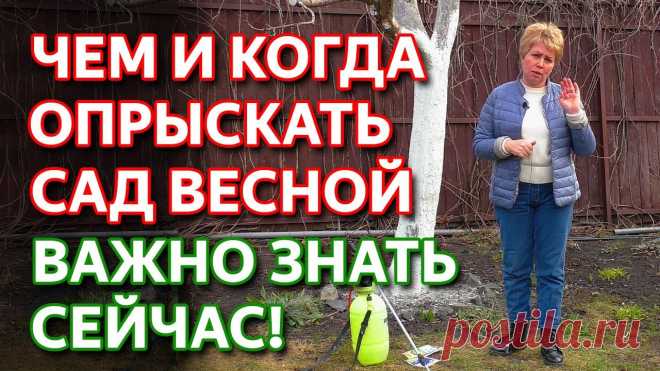 Чем опрыскивать сад весной. Обработка сада от болезней и вредителей. Весенняя обработка сада. Чем опрыскивать сад весной. Когда опрыскивать плодовые деревья от вредителей и болезней. Сколько раз опрыскивать деревья. Биологические методы защиты растени...