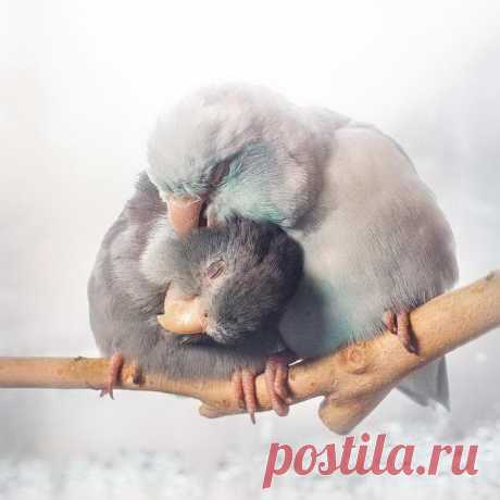 Эти маленькие птички могут любить лучше людей;) | Фотоискусство