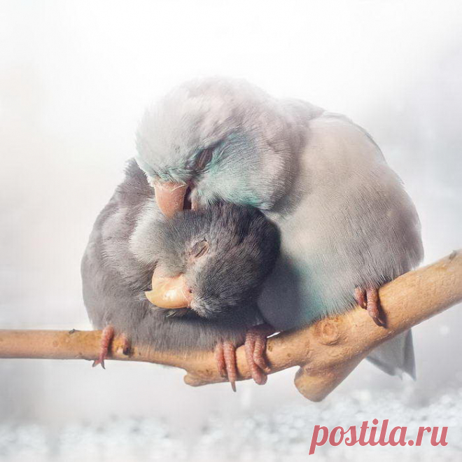 Эти маленькие птички могут любить лучше людей;) | Фотоискусство