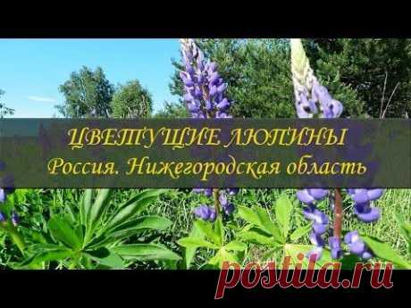 Цветущие люпины ❦ Люпиновые поля в средней полосе России - YouTube https://www.youtube.com/watch?v=4k_gh0KVTFo