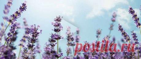 Лаванда была одним из первых цветов, которые Оливье Боссан, основатель L'OCCITANE, подверг дистилляции. Называемый в Провансе «синим золотом», этот цветок служит ароматным символом юга Франции. Это благоухающая душа региона, плод почтенного труда.
L'OCCITANE использует лаванду, получаемую от кооперативов фермеров в Верхнем Провансе. Наша коллекция средств Лаванда включает персональные духи и ароматы для дома, а также средства для ванны и тела.