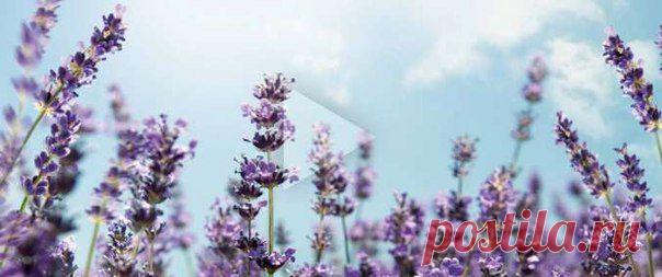 Лаванда была одним из первых цветов, которые Оливье Боссан, основатель L'OCCITANE, подверг дистилляции. Называемый в Провансе «синим золотом», этот цветок служит ароматным символом юга Франции. Это благоухающая душа региона, плод почтенного труда.
L'OCCITANE использует лаванду, получаемую от кооперативов фермеров в Верхнем Провансе. Наша коллекция средств Лаванда включает персональные духи и ароматы для дома, а также средства для ванны и тела.