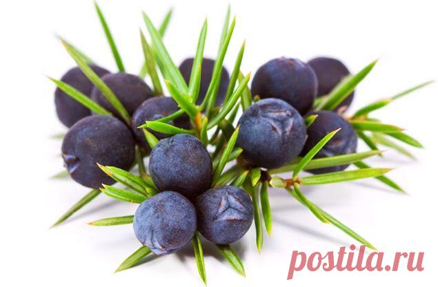 Травы для рассасывания полипов | Цветы и травы