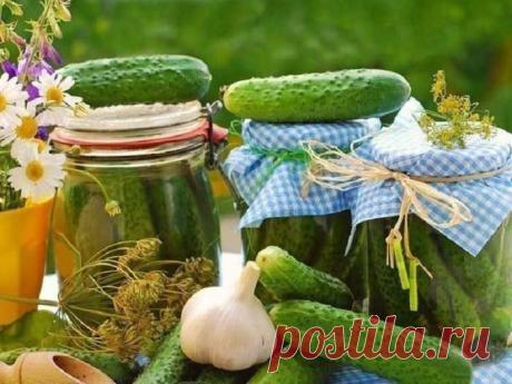Малосольные огурцы. 8 рецептов