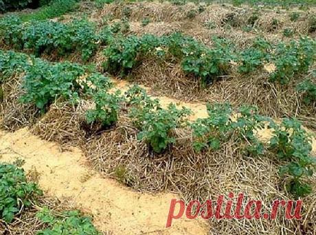 Как Замятин мульчу применяет — 6 соток
