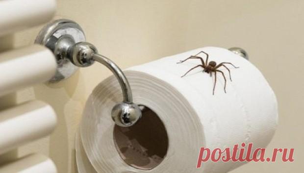 Riješite se zauvijek mrava i paukova uz ovih nekoliko trikova! Ponekad nam se čini kao da pauci i mravi spavaju zimski san pa kada dođe proljeće - polude. Ovdje je nekoliko fantastičnih trikova kako ih prirodnim putem držati podalje od kuće...