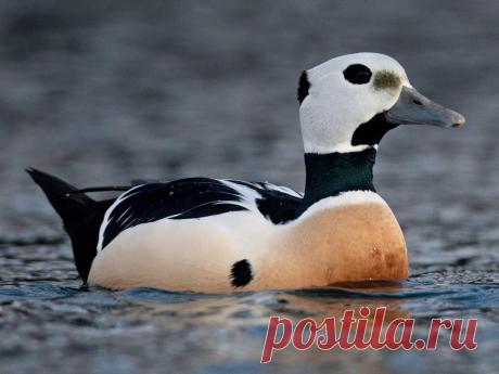 Similar Species to Steller's Eider, All About Birds, Cornell Lab of Ornithology