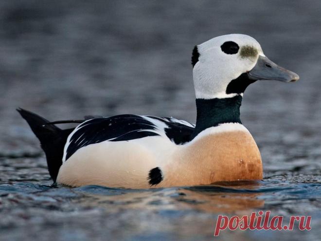 Similar Species to Steller's Eider, All About Birds, Cornell Lab of Ornithology