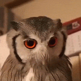 Серьезное лицо активировано 🐦 😂