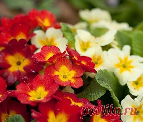 Средство от зимней скуки - рассада примул в декабре