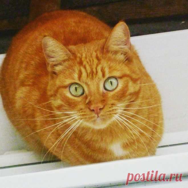 Без кота и жизнь не та