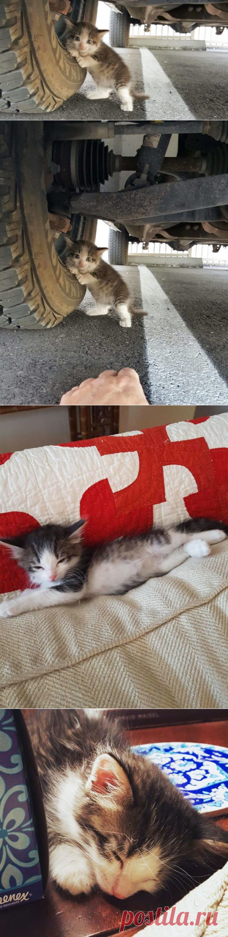Спасение маленького котенка / Питомцы