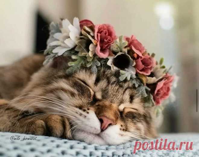 Без заголовка