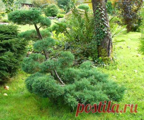 Можжевельник Род  Juniperus  достаточно неоднородный. Более 70 видов, которые в него входят, разделены на несколько секций. Мы не будем вдаваться в ботаническое распределение этих видов. Нас больше всего интересуют вполне утилитарные вопросы: зимует – не зимует; горит – не горит, и какой он формы: стелящийся или вертикальны