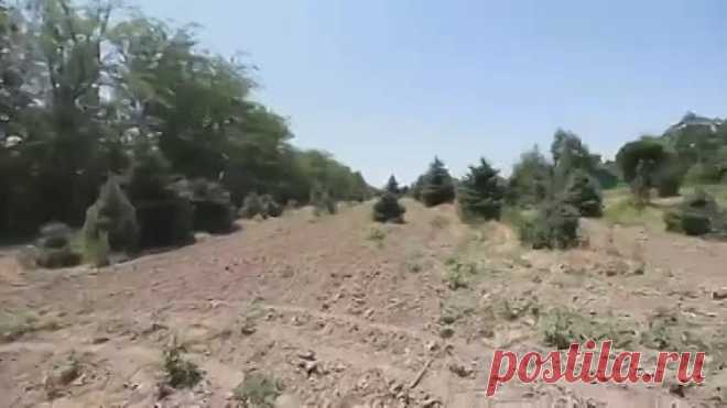 (2) Одноклассники