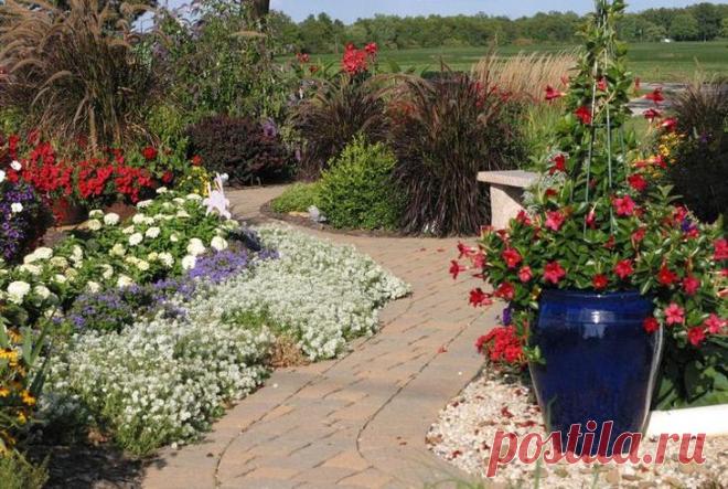 Выбираем растения для бордюров