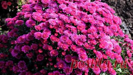 Как добиться пышного цветения хризантем