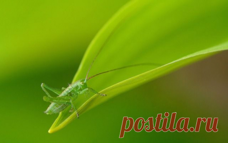 Обои для рабочего стола – картинка #28833,  на WallBox.ru