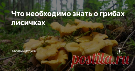 Что необходимо знать о грибах лисичках Основная ценность лисичек заключается в их уникальном химическом составе. Всеми отмечается наличие в лисичках вещества хитинманноза, которое парализует глистов и растворяет их яйца.
Кроме противоглистного действия, лисички обладают и другими лечебными качествами.
