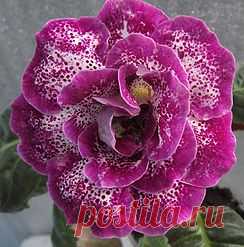 Глоксинии махровые-прекрасное рядом | 3