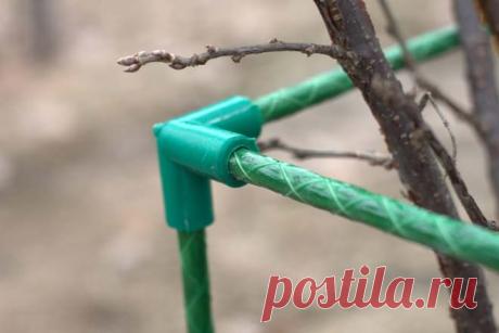 Уход за смородиной в осенний период