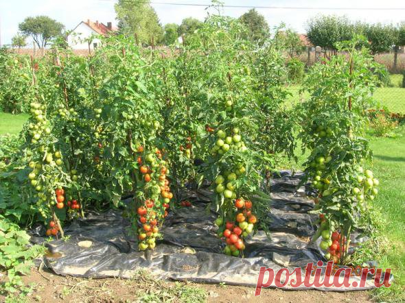 Урожайные помидоры | Эфария