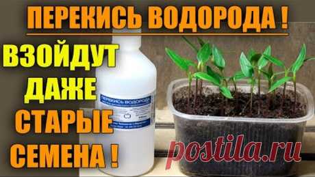 ПЕРЕКИСЬ ВОДОРОДА!! ПОСЕВ ПЕРЦА С ПЕРЕКИСЬЮ ВОДОРОДА!