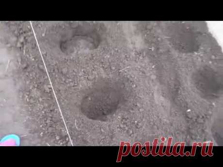 2 ТОМАТА В ОДНУ ЛУНКУ -  НА КАКОМ РАССТОЯНИИ ДЕЛАЮ ЛУНКИ. Ольга Чернова.